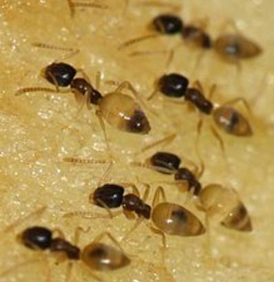 sarang kegemaran semut takut